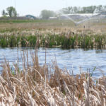 A research study conducted by Jeremy Pittman of the University of Waterloo seeks to determine which species-at-risk and endangered species conservation programs are most popular with landowners. | File photo