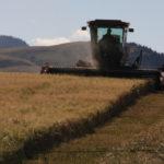 Three years of dry growing conditions in Australia have tightened global feed barley supplies to the point that domestic Canadian prices have increased. | File photo