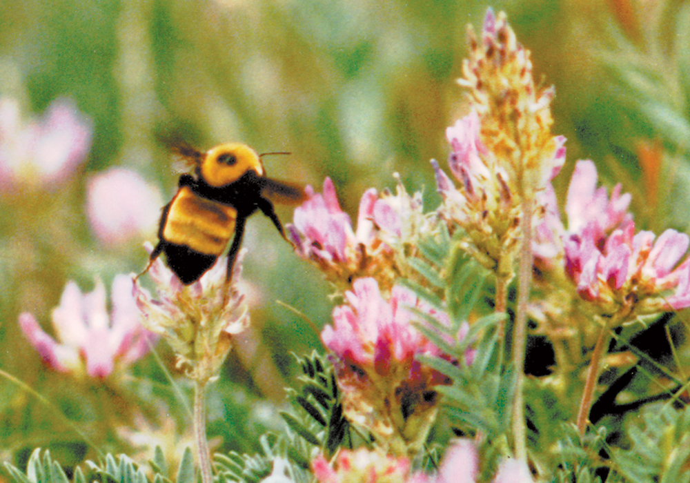 Dry conditions in spring, before irrigation was available, have combined with cooler than normal temperatures this season to delay progress, said Alfalfa Seed Commission research and extension manager Brad Alexander. But that's not the only pressure on the crop, he added. | File photo