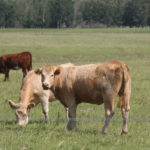 Manitoba cattle producers will be allowed to graze cattle and cut hay on Crown land this year to better manage dry conditions and feed shortfalls. | File photo