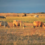 Animals get their vitamin E from their diets, which for livestock means access to lush, rich grass and fresh hay. | File photo