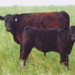 Researchers are studying what might happen if livestock was removed from the landscape. | File photo