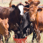 Cattle need at least seven percent protein during maintenance, nine during early gestation and 11 percent in late gestation, and crop residues and stockpiled forages are not going to meet those requirements. | File photo