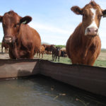 In larger pastures, there are places cattle typically don’t frequent, and those areas might still have forage. Salt placement, temporary fencing or temporary water troughs can encourage or allow use of those areas.
| File photo
