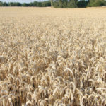 Scientists find that wheat modified to have fewer spores uses water more efficiently. | Chris McCullough photo