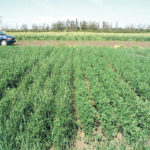 A Westerwolds ryegrass companion crop reduced the stand density of meadow bromegrass and sometimes alfalfa. The presence of the Westerwolds ryegrass increased the forage dry matter yield in the year of establishment from 50 to greater than 100 percent. At both sites and in both years, Westerwolds ryegrass winter-killed between the first and second year of the stands. | Bruce Coulman/University of Saskatchewan photo