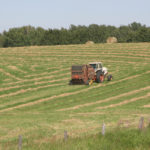 In June, hay production on the Prairies was about 50 percent of normal. | File photo