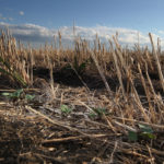 Rain is needed, soon, in eastern and south-central Manitoba. Otherwise, soybean, corn and canola yields could be pitiful in 2019.
| File photo