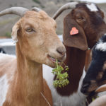 Goats have been conscripted to help control invasive leafy spurge in the City of Lethbridge’s river valley. | Barb Glen photo