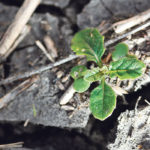 Volunteer canola can be a problem in prairie fields. It is vulnerable to many broadleaf herbicides, but when using glyphosate for a spring burn-off, ensure your volunteers are vulnerable to it or this aggressive weed will become a problem member of the field in a hurry. | Michael Raine photo