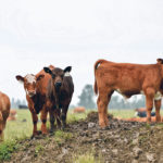 Meat-based protein has been overshadowed recently by the increased interest in plant-based and even insect-based protein sources, but advocates continue to defend the industry. | Maria Johnson photo