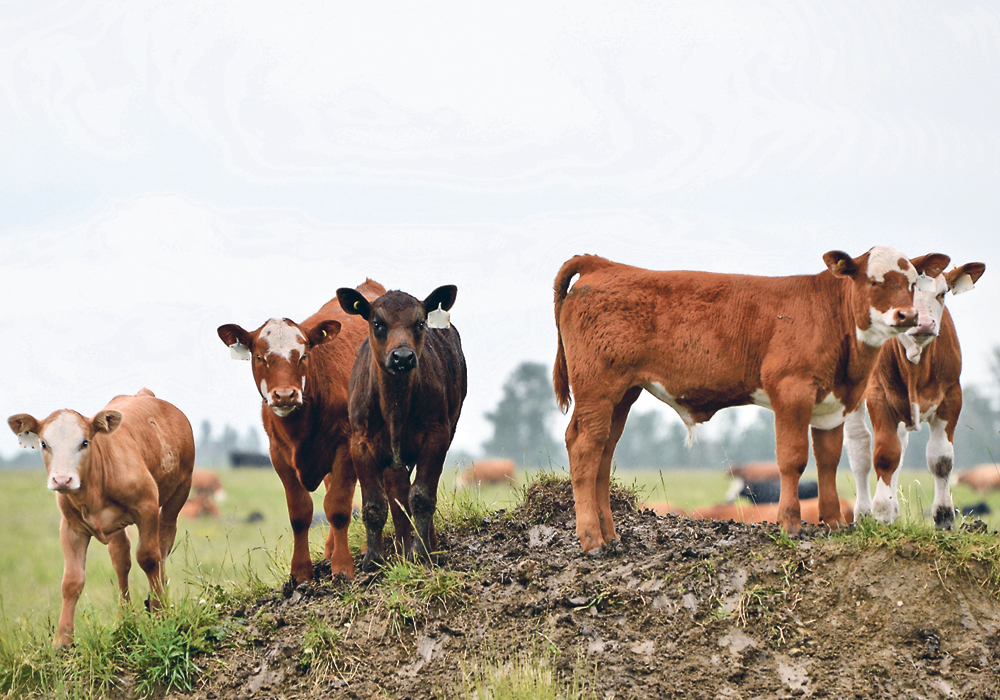 Meat-based protein has been overshadowed recently by the increased interest in plant-based and even insect-based protein sources, but advocates continue to defend the industry.  |  Maria Johnson photo