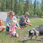 Michelle and Gaston Schaeffer, with their daughters, Mikayla and Heidi, look at the pigs at Whiskey Creek Ranch in Rose Prairie, B.C. | Jeremy Simes photo