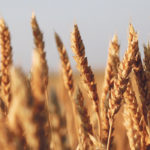 A letter that legislators sent to the U.S. chief agricultural trade negotiator claims that only three percent of spring wheat varieties grown in the northern states are eligible for Canadian Western Red Spring designation at Canadian elevators. | File photo