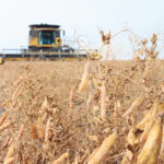 The growth in organic pea production is mostly positive, but it may have happened before the marketplace was ready. | File photo