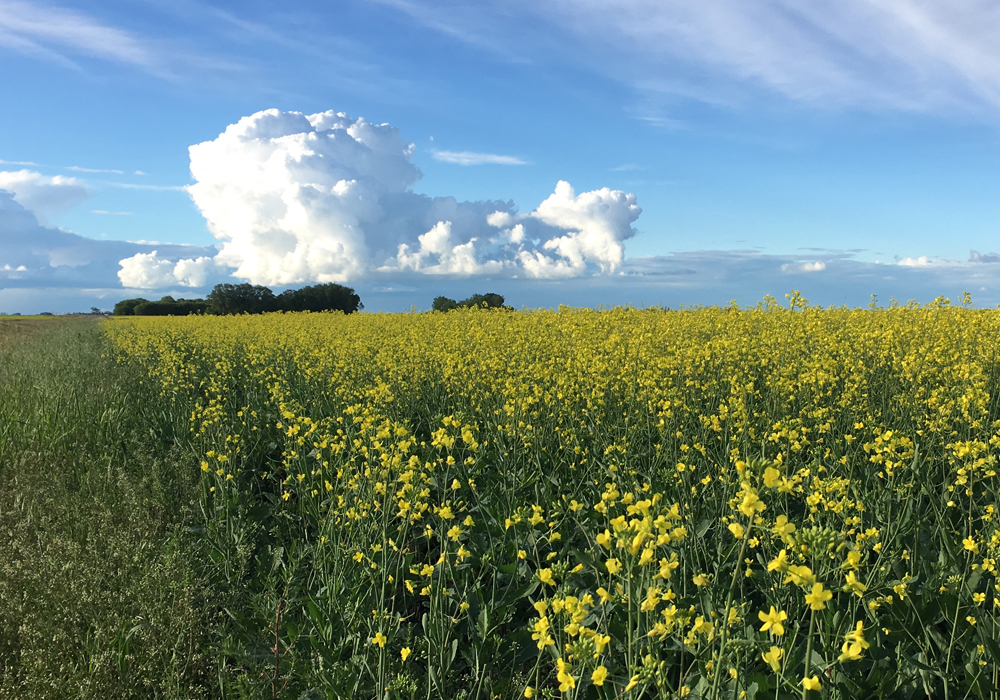 Weather is running the North American commodity markets for now, as current supply and demand takes the backseat and farmers plan for a normal fall progression.  | File photo