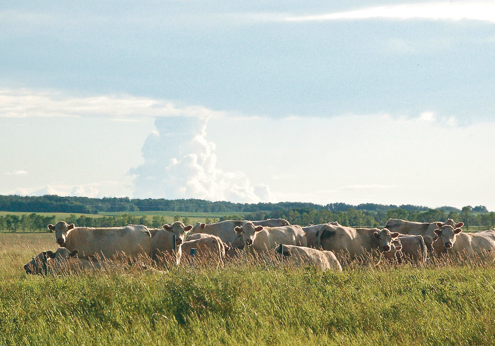 Researchers are studying greenhouse gases related to livestock, forage and grasslands.  |  Jeannette Greaves photo