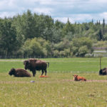 Bison were introduced onto a 37,000 acre ranch in Cecil Lake, B.C. | Jeremy Simes photo