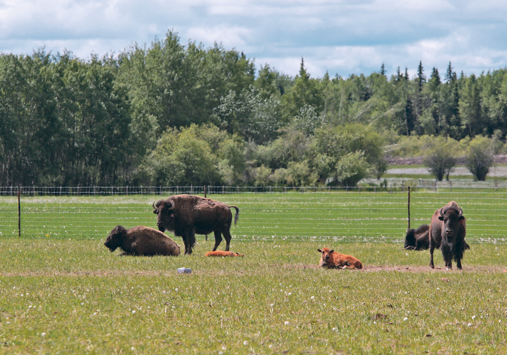 Bison were introduced onto a 37,000 acre ranch in Cecil Lake, B.C.  |  Jeremy Simes photo
