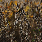 Heat in the U.S. and Europe cause buyers and traders to take another look at their positions on ag commodities for the end of the week. | Michael Raine photo