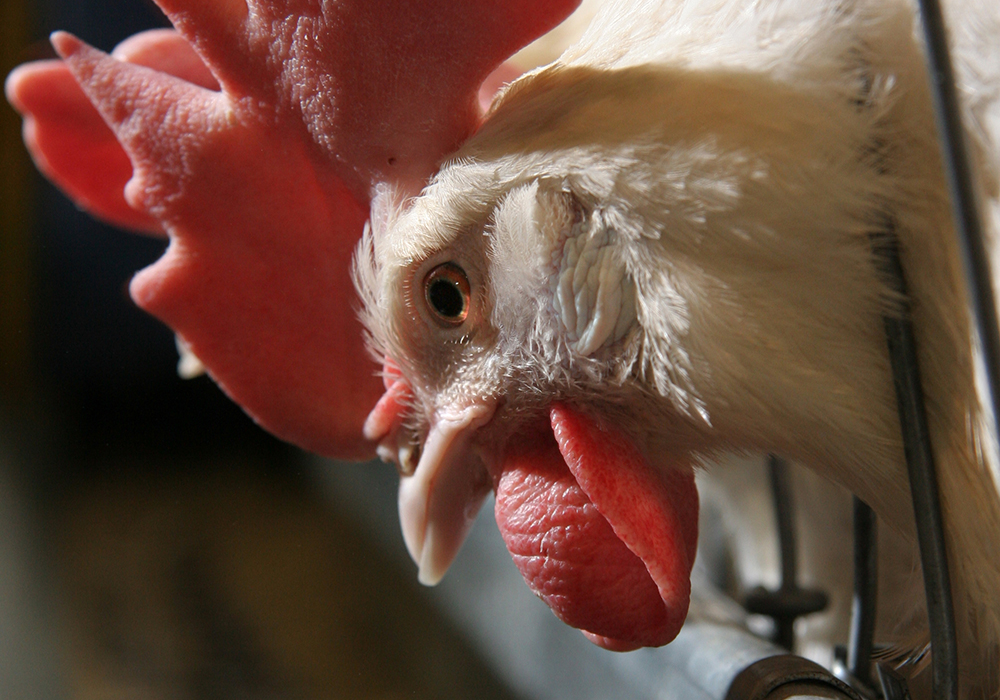 Switching to slow-growth birds may sound nice, but there are potential drawbacks for the environment. More feed must be produced for the additional chickens and that feed must be trucked to chicken barns. |  Michael Raine photo