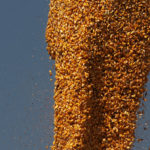 Corn and other crop commodities slide back while livestock improves. | Michael Raine photo