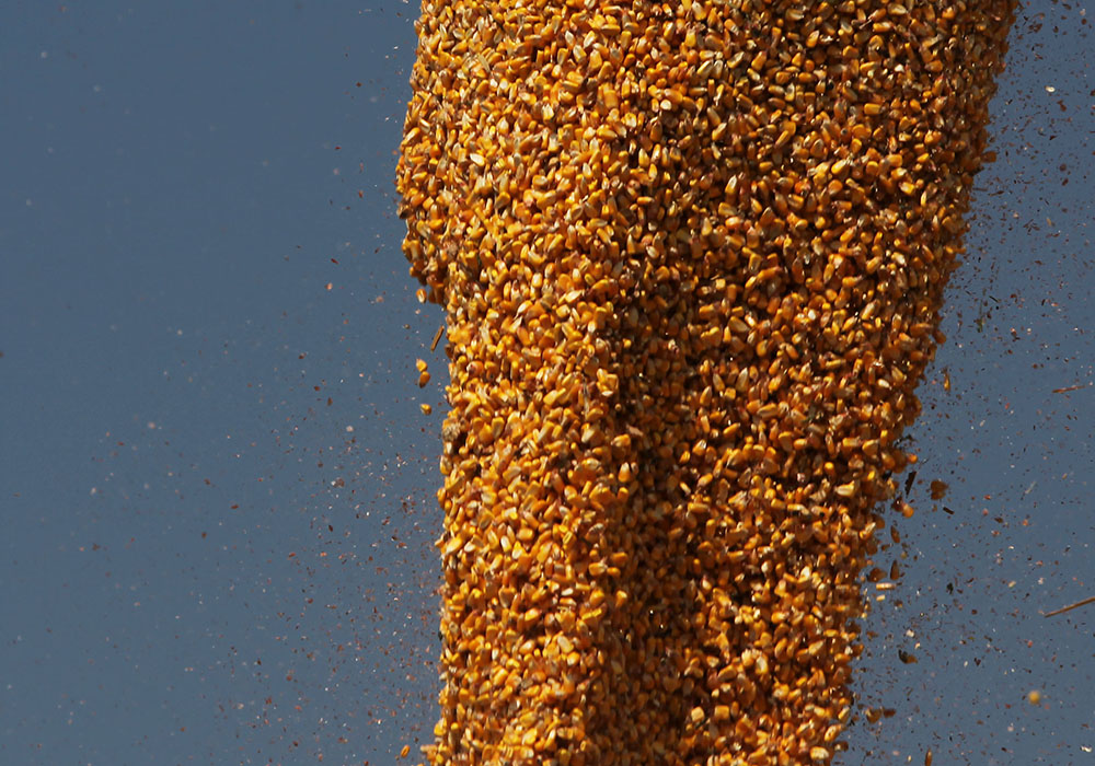 Corn and other crop commodities slide back while livestock improves.  |  Michael Raine photo