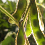 Soybeans at at the 40 percent flower-stage, on average in the U.S. this week. Typically these are 66 percent at time of the year. Cool, wet conditions slowed growth this year and resulted in some unseeded acreage. | Michael Raine