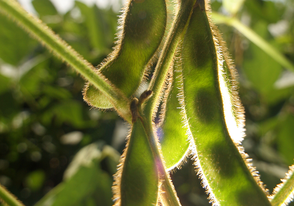 Soybeans at at the 40 percent flower-stage, on average in the U.S. this week. Typically these are 66 percent at time of the year. Cool, wet conditions slowed growth this year and resulted in some unseeded acreage.  |  Michael Raine