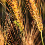 Above averge temperatures and a lack of rain in Europe and Russia may impair wheat yields. That news improved North American futures markets for all wheat classes. | Michael Raine photo