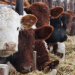 BRD has long been a cause of calf losses, through sickness or death. Preconditioning has proven successful in helping avoid those costs. | Michael Raine photo