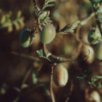 Indian pulse crops may be delayed due to poor monsoons, but the season is far from over. | Michael Raine photo