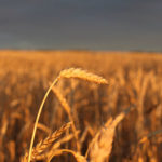 Sun sets on a wheat field Northeast of White Fox. | Taryn Riemer photo