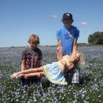 Flax is a beautiful crop, both good to eat and fun to play in. A favourite Mirosovsky tradition is a family photograph in the blooming fields. | Jodie Mirosovsky photo