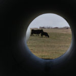 Sequencing the bovine genome is allowing researchers to develop new ways to deliver more efficient and productive cattle. | Michael Raine photo