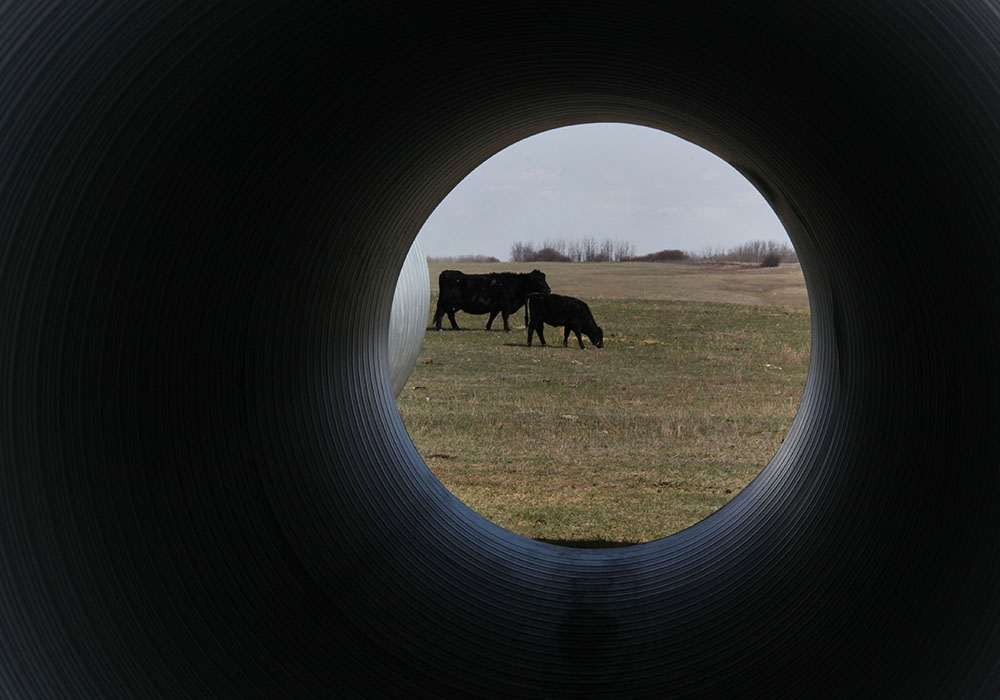 Sequencing the bovine genome is allowing researchers to develop new ways to deliver more efficient and productive cattle.  |  Michael Raine photo