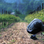 The federal government is contributing more than $2.3 million to the Canadian Grapevine Certification Network to create a clean plant network of grapevines in Canada that are certified, virus-free | Michael Raine photo