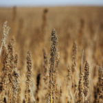 American farmers are experimenting with hemp. | Michael Raine photo