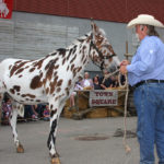 Doug Sauter of Express Ranches in Yukon, Oklahoma, shows off a Leopard Appaloosa at the Calgary Stampede. | Barbara Duckworth photo