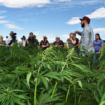 Mike Gretzinger, right, discusses hemp agronomy as participants in a Farming Smarter field school July 11 examine a range of test plots near Lethbridge. | Barb Glen photo