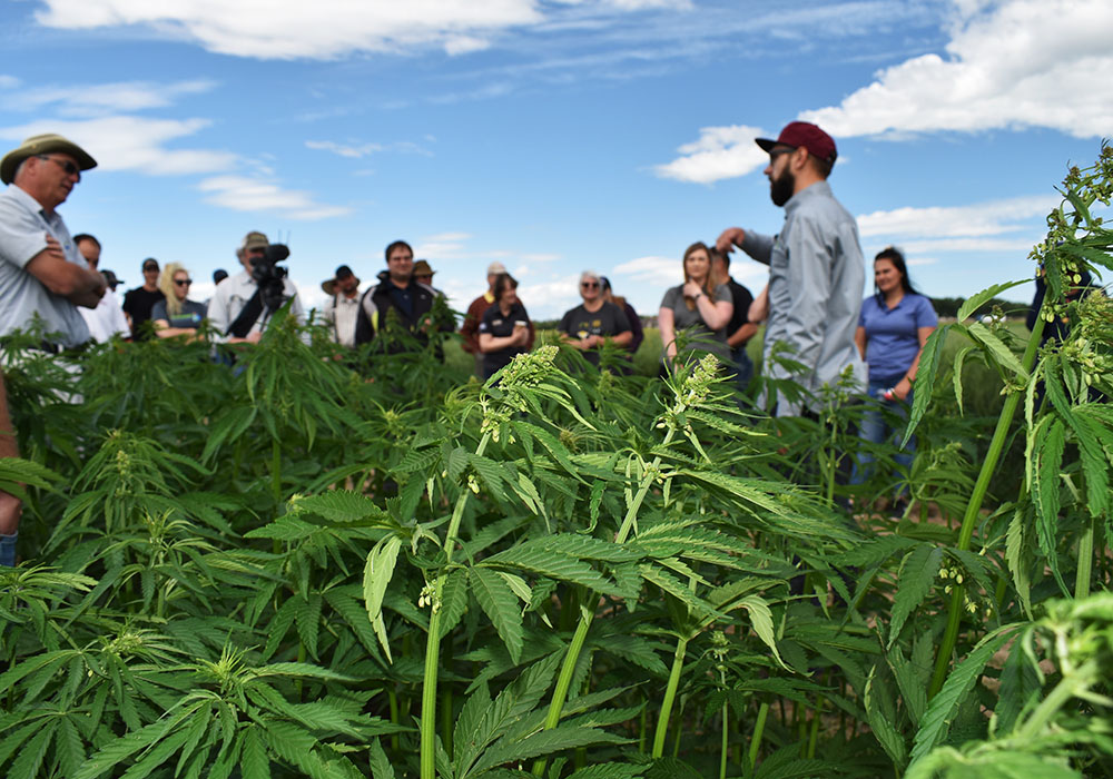 Mike Gretzinger, right, discusses hemp agronomy as participants in a Farming Smarter field school July 11 examine a range of test plots near Lethbridge.  |  Barb Glen photo