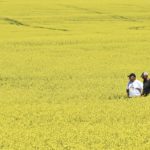 Canola crops are suspected to be highly variable across Western Canada on the eve of two-day crop tour that might shed some light on the potential of 2019/20. | Barb Glen photo