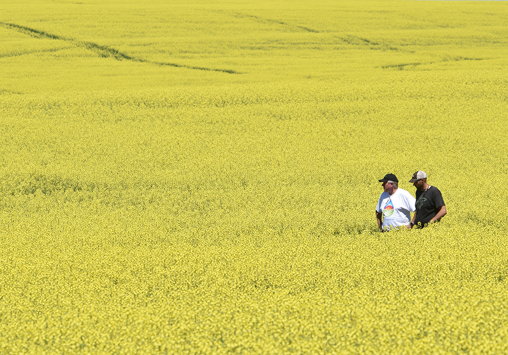 Canola crops are suspected to be highly variable across Western Canada on the eve of two-day crop tour that might shed some light on the potential of 2019/20.  |  Barb Glen photo