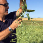 Robert Whyte of Ventura Foods inspects a canola plant near Winnipeg in the Grain World Crop Tour. This plant lacked pods and seeds. Another canola crop south of Winnipeg was much healthier. | Robert Arnason photo