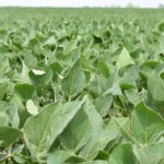 Argentina, the top global soymeal exporter, has tried for years to break into the China market, the biggest consumer of the meal. | File photo