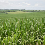 U.S. corn plantings in 2019 is estimated between 85 million and 87 million acre, while Nutrien expects U.S. farmers to plant as many as 95 million acres of corn next year. | File photo