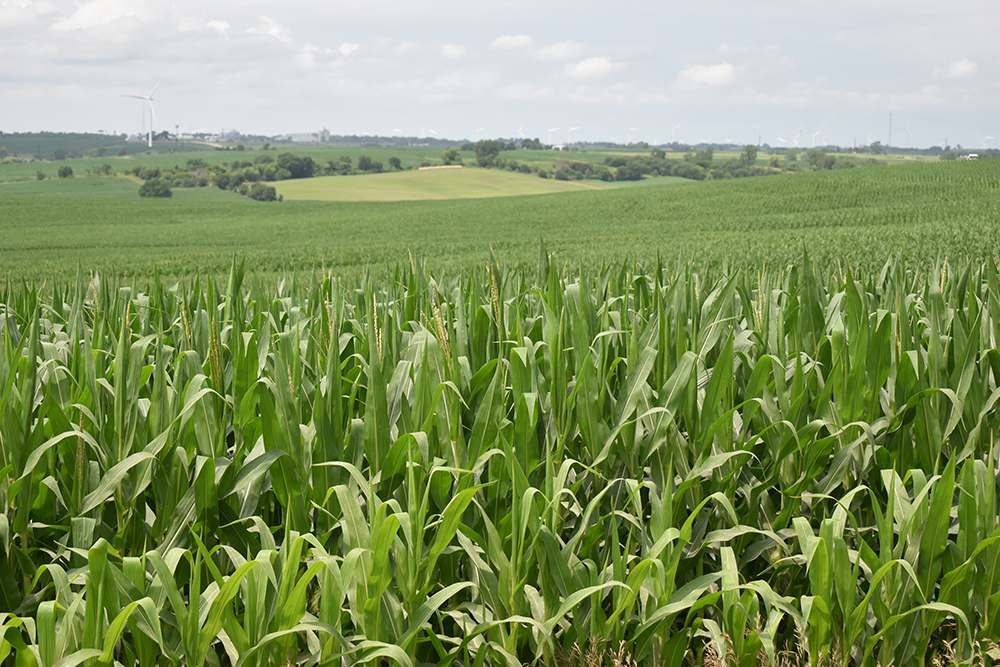 U.S. corn plantings in 2019  is estimated between 85 million and 87 million acre, while Nutrien expects U.S. farmers to plant as many as 95 million acres of corn next year. | File photo