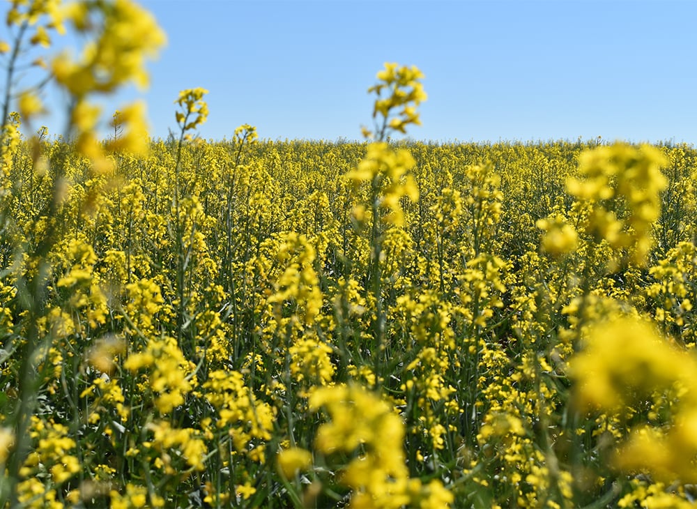 Manitoba’s maximum recommended rates of actual phosphorus placed with canola seed is 0 to 25 lb, but many growers are putting down 30 to 40 pounds of actual phos with the seed. | File photo.