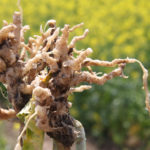 If dogs can detect the presence of clubroot galls through sniffing, it could help farmers control a developing outbreak or manage fields differently to mitigate the problem. | Barb Glen photo
