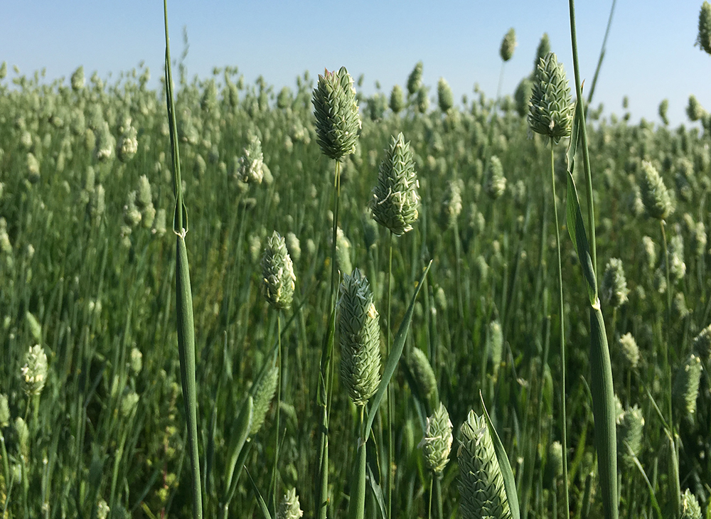 Canaryseed growers ponder CGC protection